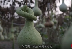 葫芦视频,揭秘奇妙的葫芦世界